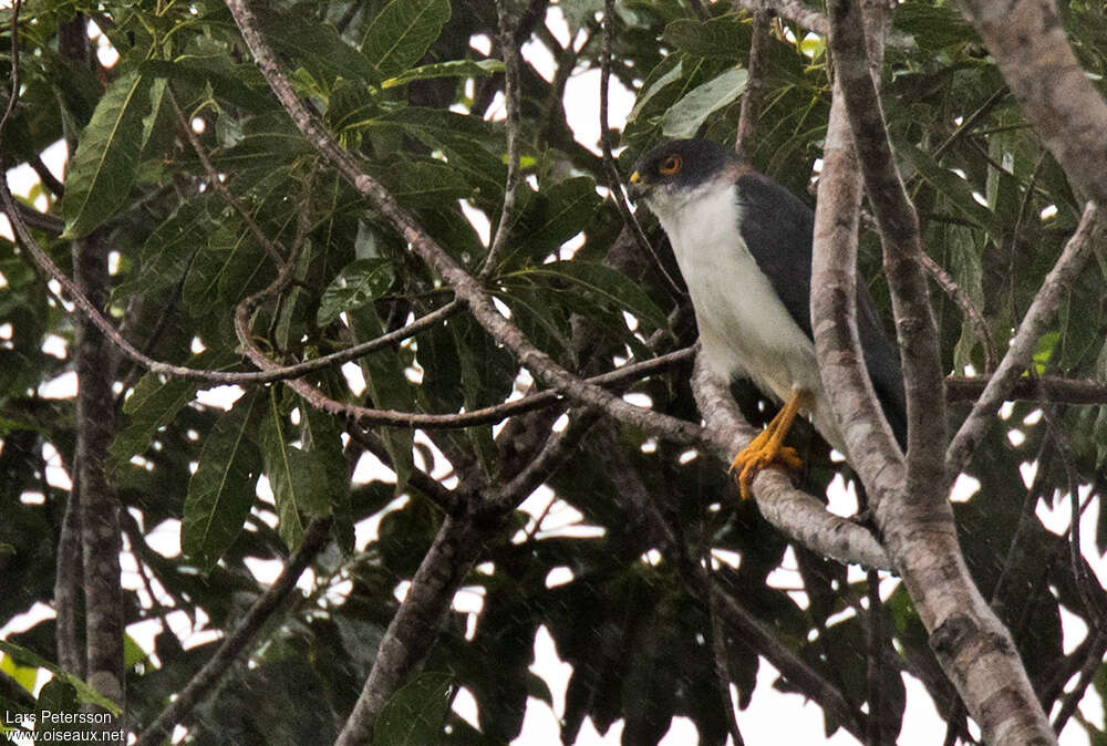 Pied Goshawk