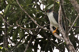 Pied Goshawk