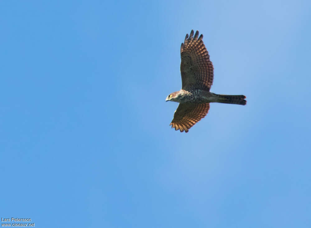 Pied Goshawk, Flight