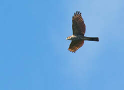 Pied Goshawk