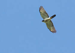 Pied Goshawk