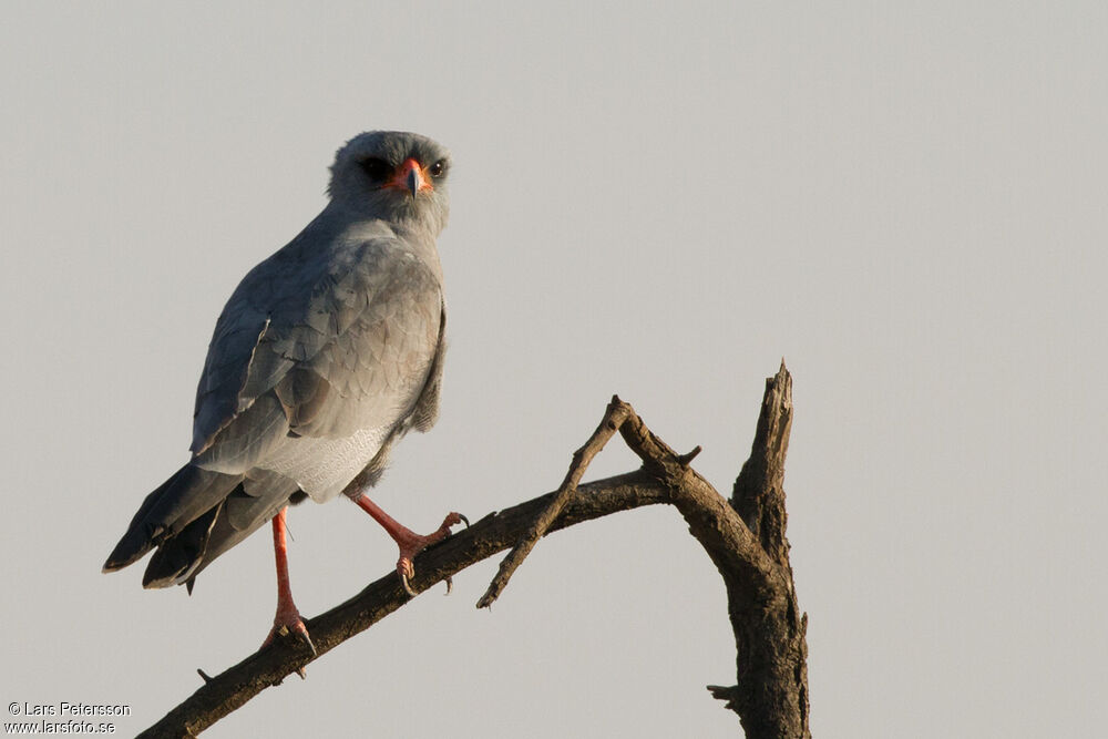 Dark Chanting Goshawk