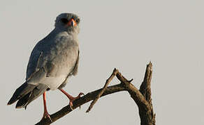 Dark Chanting Goshawk