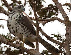 African Goshawk