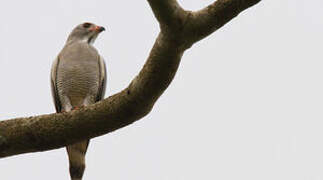 Lizard Buzzard