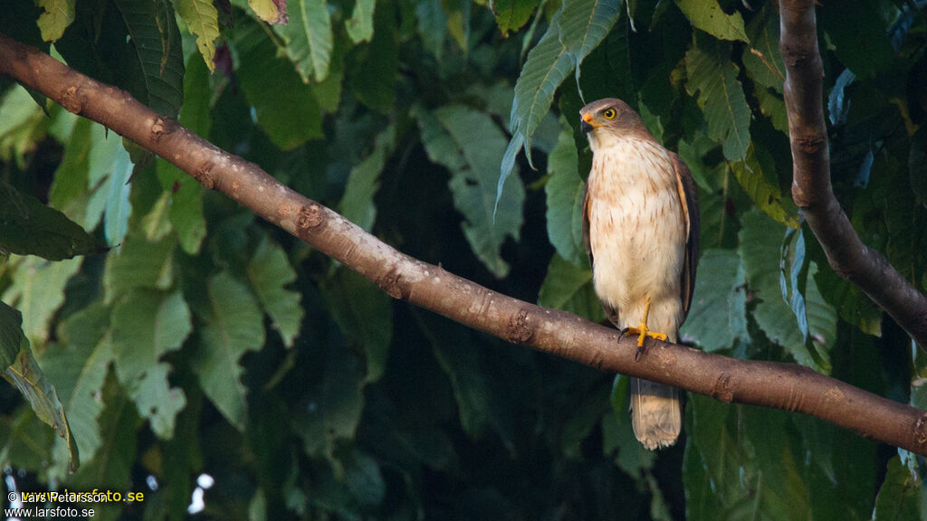 Variable Goshawk