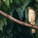 Autour variable