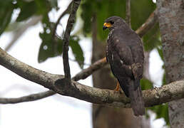 Variable Goshawk