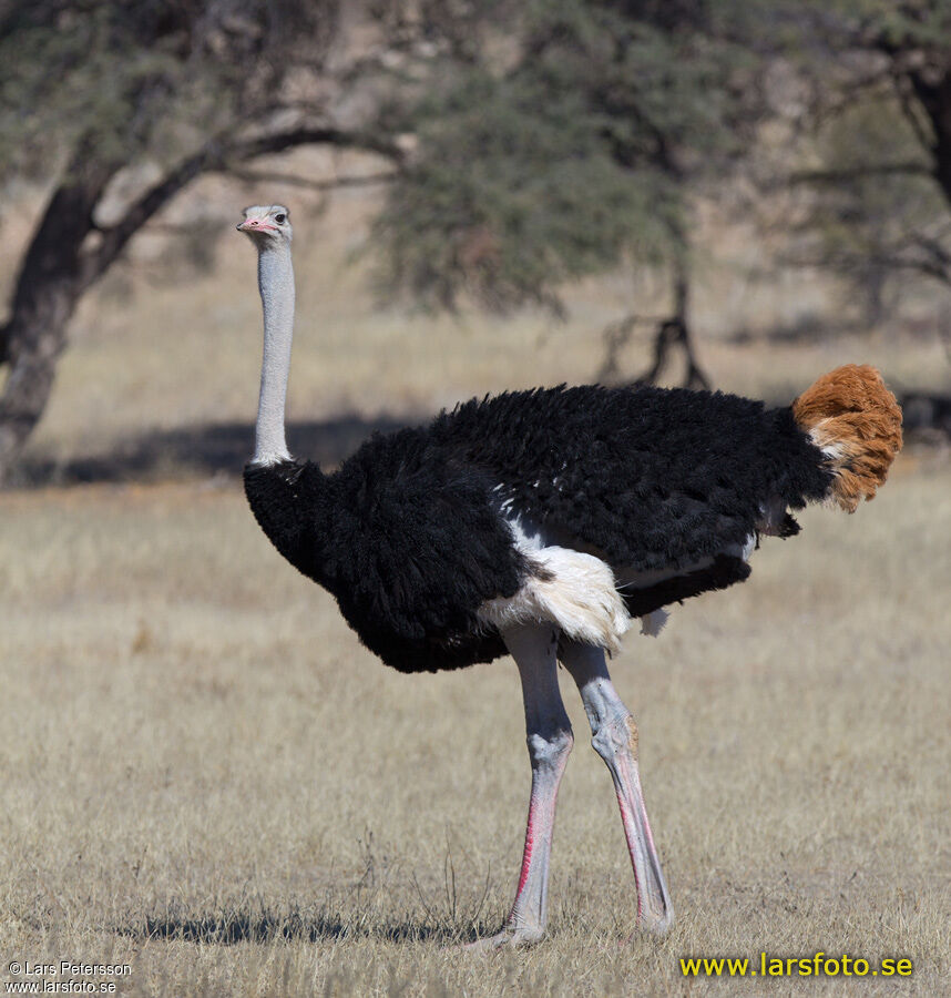 Common Ostrich