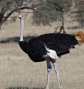 Common Ostrich