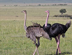 Common Ostrich