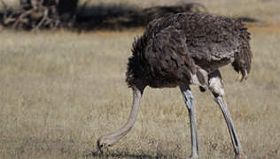 Common Ostrich