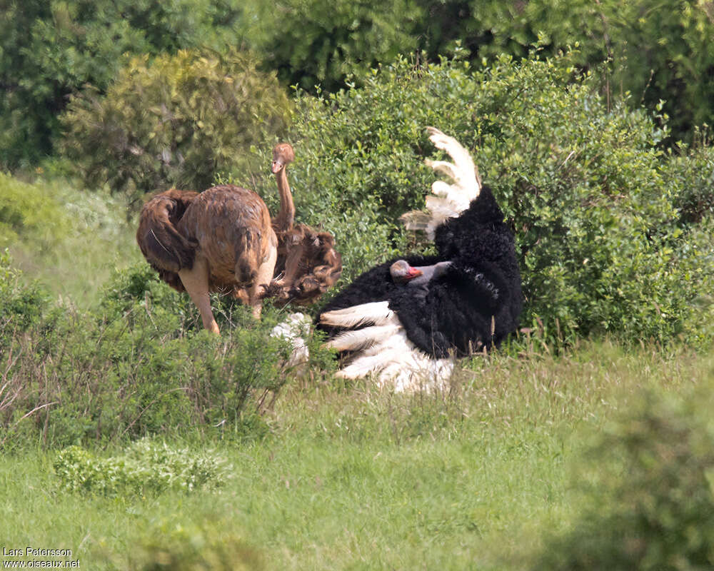 Somali Ostrichadult breeding, courting display