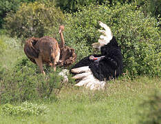 Somali Ostrich