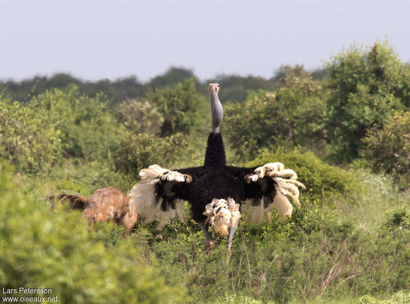 Somali Ostrichadult, habitat, courting display