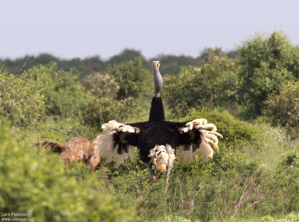 Autruche somalienneadulte, habitat, parade