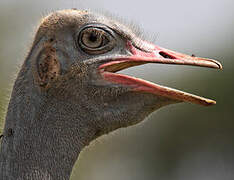 Somali Ostrich