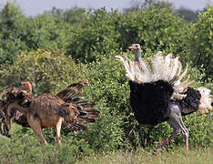 Somali Ostrich