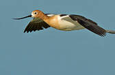 Avocette d'Amérique