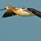 Avocette d'Amérique