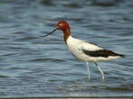 Avocette d'Australie