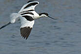 Avocette élégante