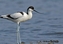 Pied Avocet