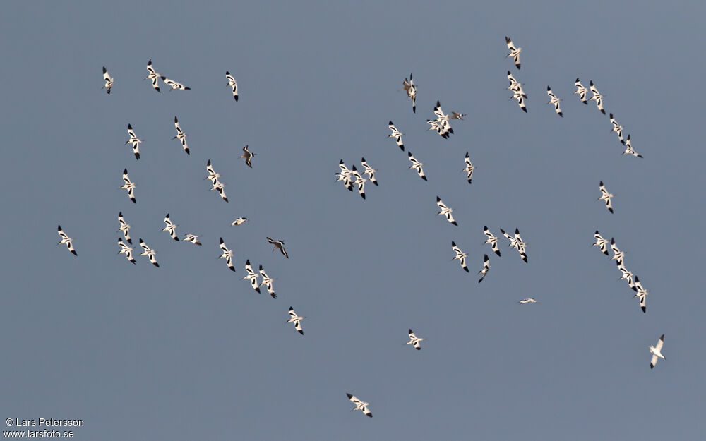 Avocette élégante