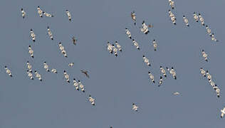 Pied Avocet