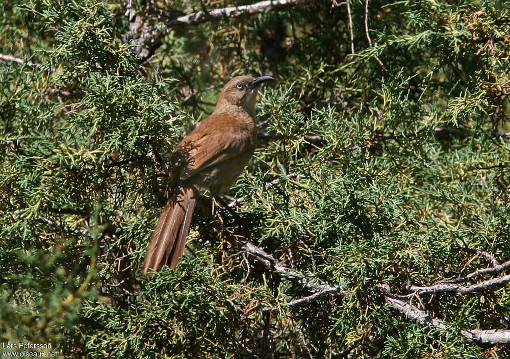 Babaxe de Koslovadulte, identification