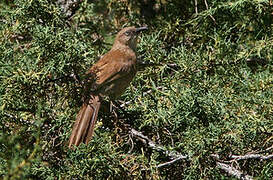 Tibetan Babax