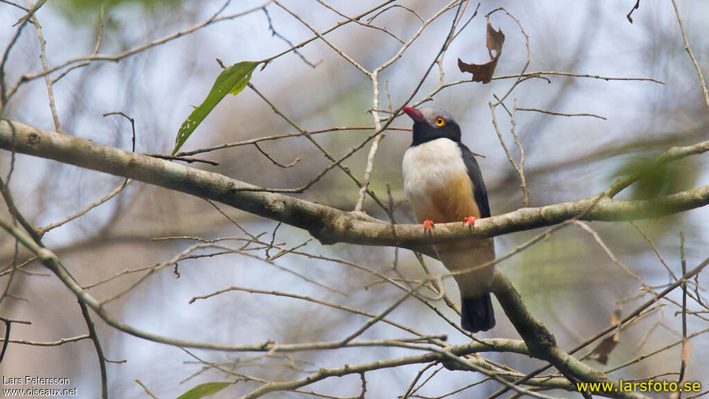 Red-billed Helmetshrikeadult, identification