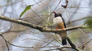 Red-billed Helmetshrike