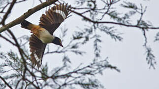 Red-billed Helmetshrike