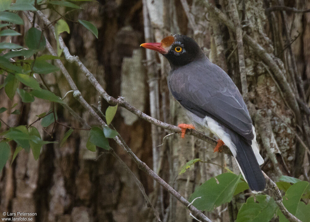 Chestnut-fronted Helmetshrike