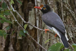 Chestnut-fronted Helmetshrike