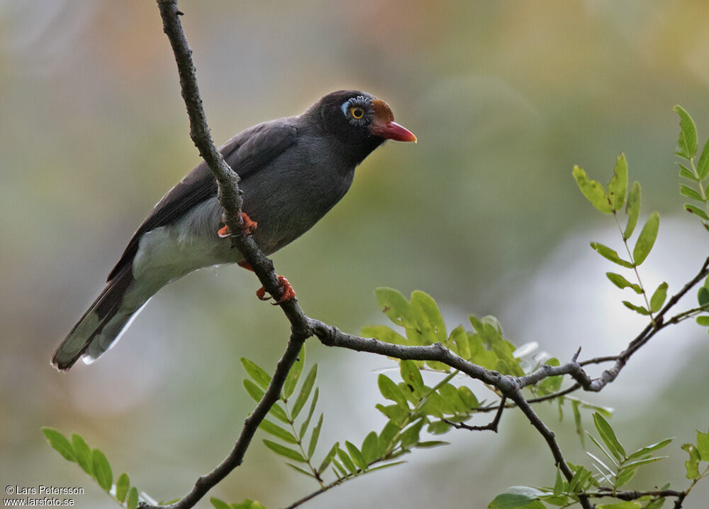 Chestnut-fronted Helmetshrike