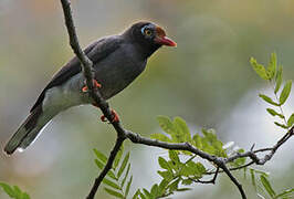 Chestnut-fronted Helmetshrike