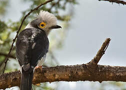 White-crested Helmetshrike