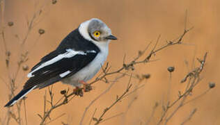 White-crested Helmetshrike