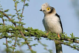 White-crested Helmetshrike