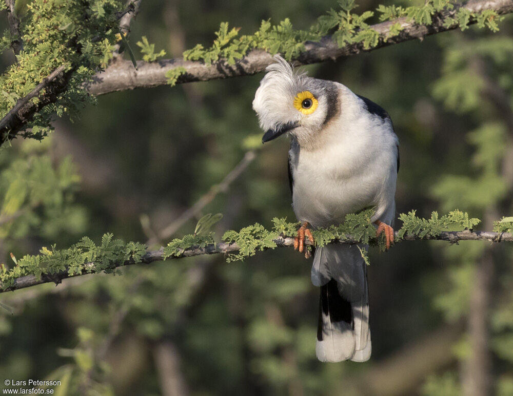 White-crested Helmetshrike