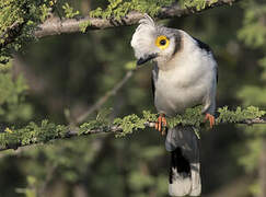 White-crested Helmetshrike