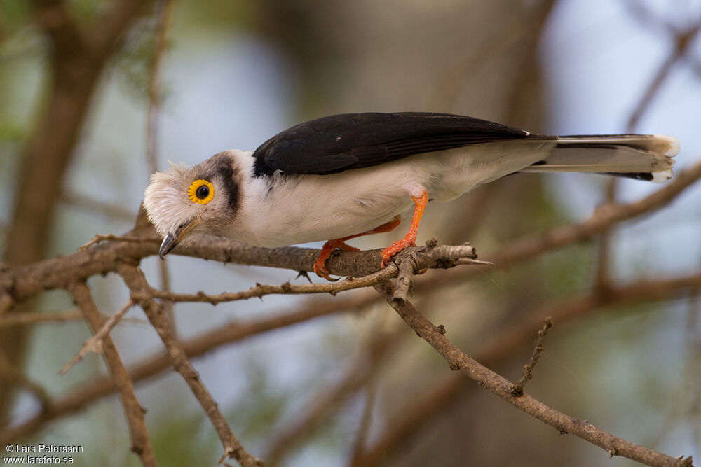 White-crested Helmetshrike