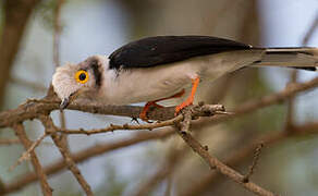 White-crested Helmetshrike