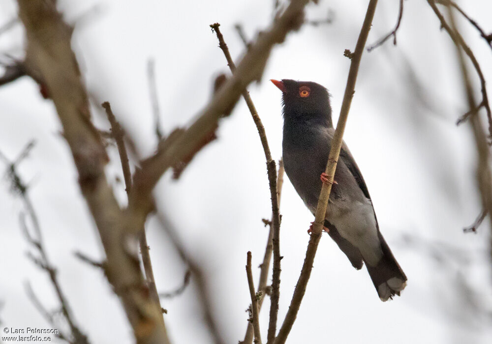 Gabela Helmetshrike