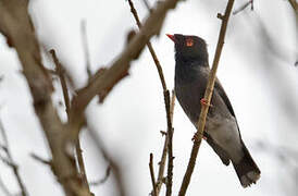 Gabela Helmetshrike