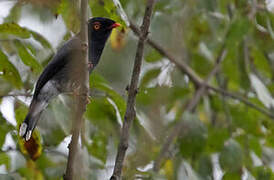 Gabela Helmetshrike