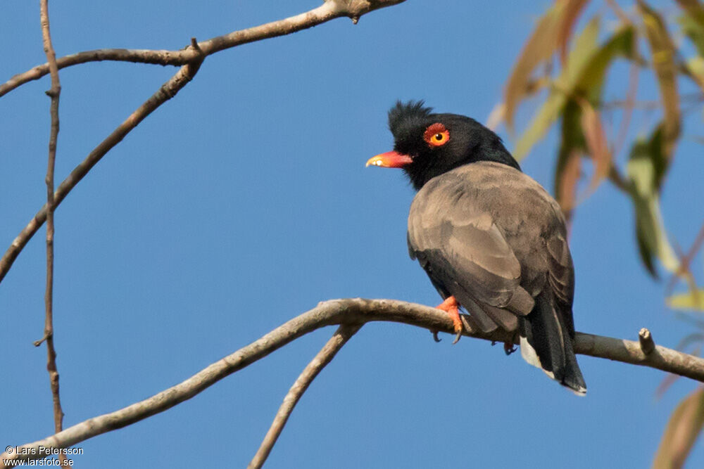 Retz's Helmetshrike