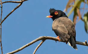 Retz's Helmetshrike